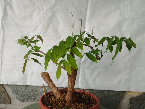 Bonsai glicine 35x34cm in - di,
