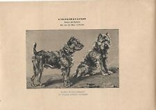 Stampa antica CANI razza TERRIER TEDESCO 1890 ca. Antique print dogs