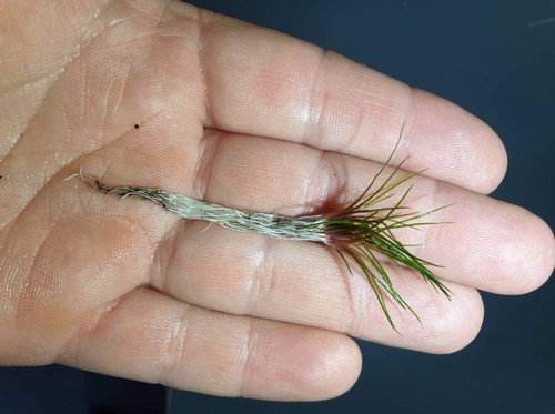 Eriocaulon blood vomit - blood, pianta