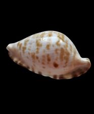 SHELL CONCHIGLIA CYPRAEA ZOILA MARGINATA CONSUETA mm.56,9 AUSTRALIA