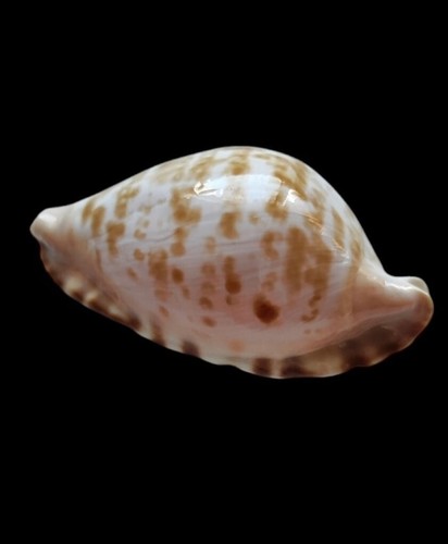 Shell conchiglia cypraea zoila - cypraea,