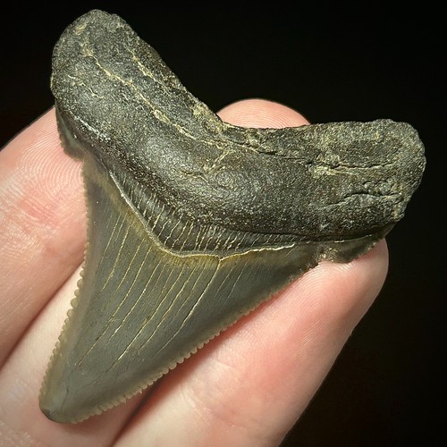 Otodus angustidens dente - angustidens,