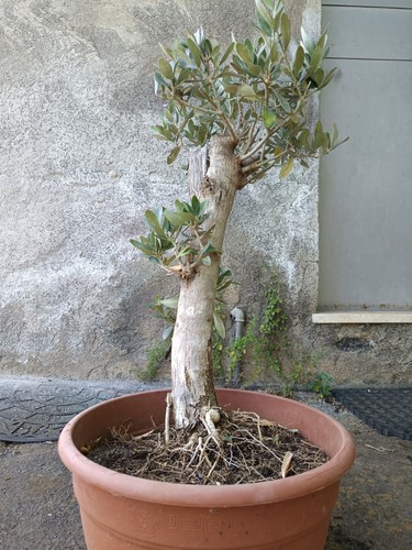 Ulivo bonsai vaso olivo - vaso, 30