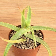 Aloe arborescens f. variegata