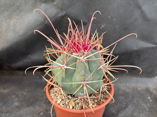 Ferocactus rectispinus - ferocactus,