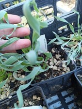  albuca Concordiana piantina