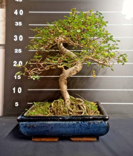 Bonsai olmo h40 - bonsai, di