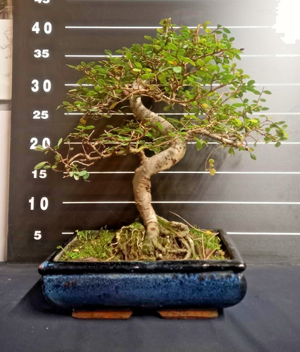 Bonsai olmo h40 - bonsai,