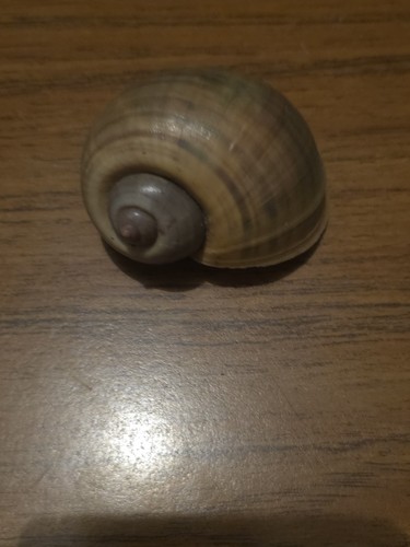 Bellissimi gusci lumaca - bellissimi,