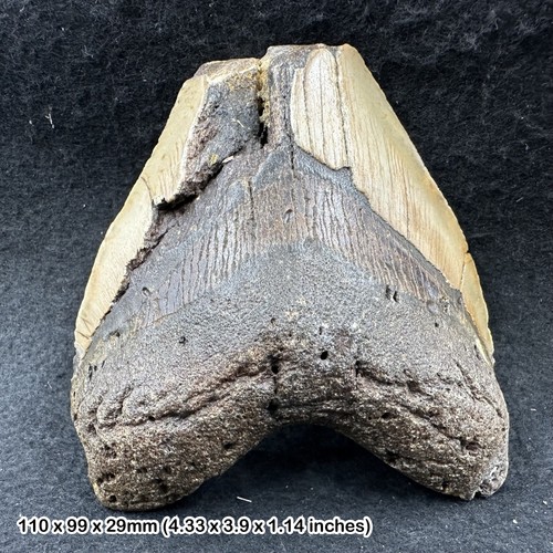 Authentic carcharodon