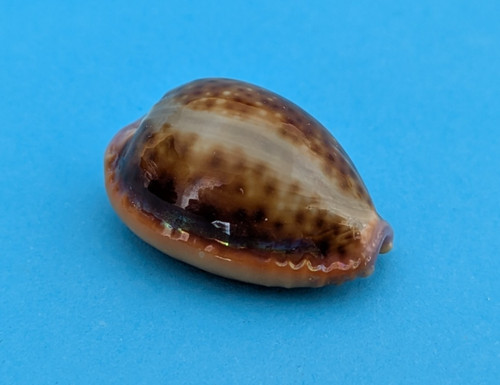 Cypraea helvola argella 7 - cypraea,