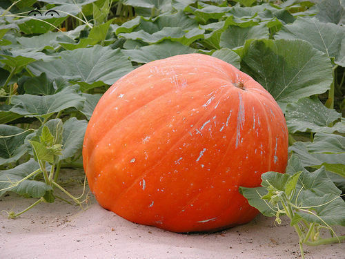 Semi zucca rossa - 15,