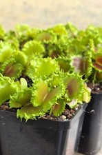 Dionea Chinese Dumpling-RARE