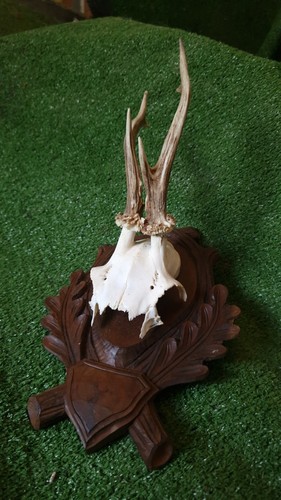 Trofeo capriolo - di, –