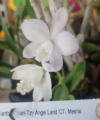 Mini orchidea cattleya - mini,