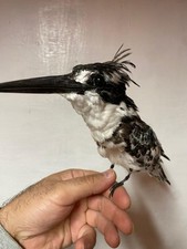 uccellino tassidermia in