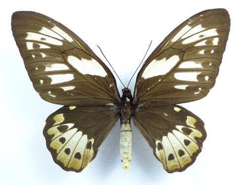 Ornithoptera priamus ssp
