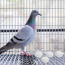 10 pezzi bambino finto cacatua