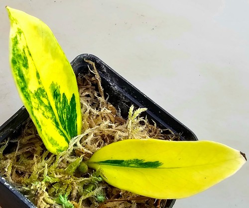 Zamioculcas zamiifolia aurea - zamioculcas,