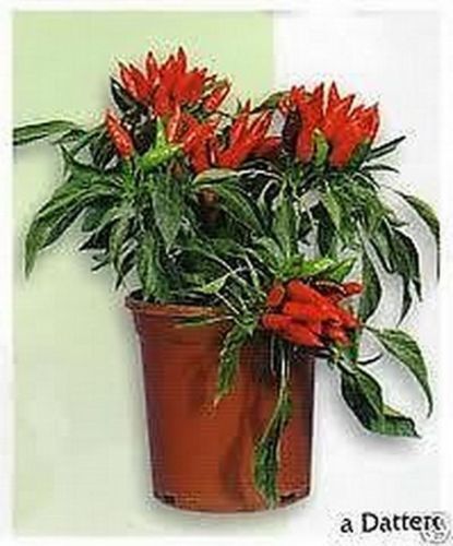 Peperoncino forma di - ",