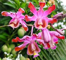 Myrmecophila tibicinis