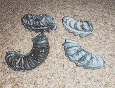 Lotto 4 AMMONITI Fossili