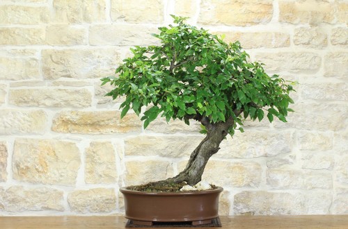Bonsai carpino nero - di,