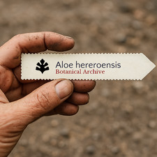 Aloe hereroensis SEEDS -  -