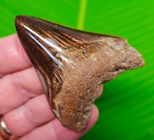 DENTE DI SQUALO MEGALODONTE