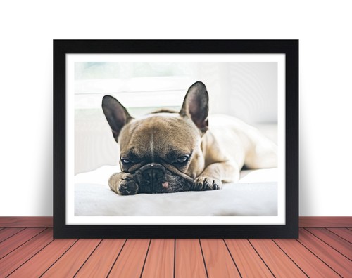 Foto cane bulldog - foto, di