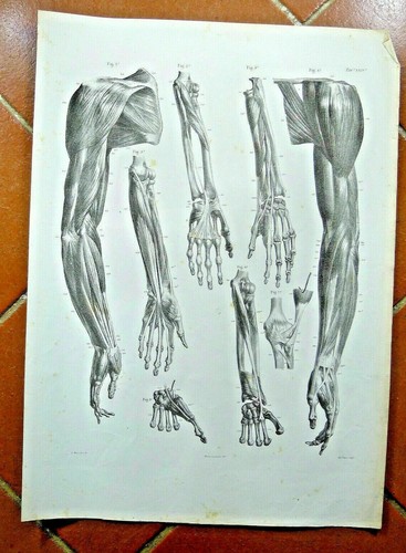 Disegno antico anatomia - ,