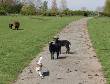 Photo 6x4 Zwartbles lambs, near Broadwell Broadwell/SP4565 Looking north c2009