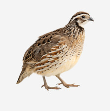 Quaglie Adulte Intere box 40pz