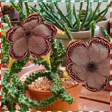 Edithcolea grandis Succulent