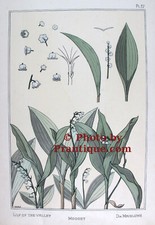 1896,ERBA ORIGINALE RARO POCHOIR ART NOUVEAU COLORATO A MANO X77