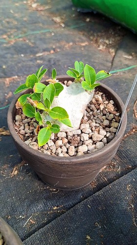 Pachypodium brevicaule piante