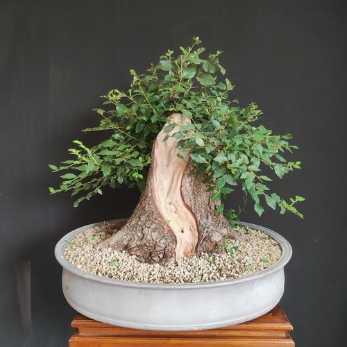 Pre bonsai olmo campestre - pre,