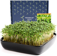 Germogliatore Con Semi Di Crescione (Nero) - Pronto All’Uso - Elegante Germoglia