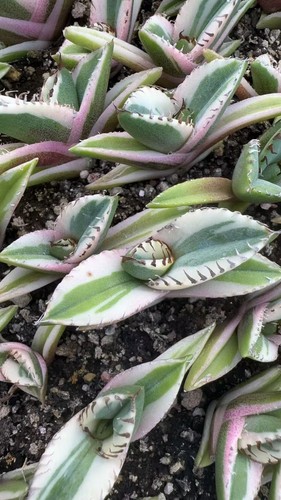 Cactus pianta succulenta agave - cactus,
