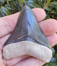 Dente di squalo megalodonte
