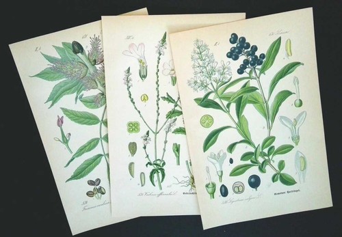 1886 litografie set - di, 3