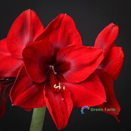 Bulbo amaryllis rosso - 1,
