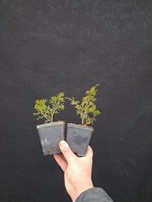 Juniperus chinensis - 2x,