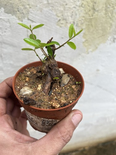 Bonsai fillirea mame - bonsai,