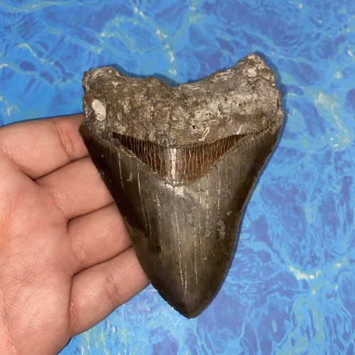 Megalodonte dente squalo - megalodonte,