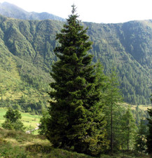 10 SEMI DI ABETE ROSSO - PICEA