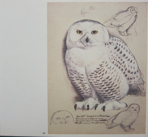 Bellissima stampa vintage - bellissima, di
