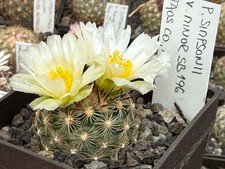Pediocactus simponii 196 - pediocactus, sb