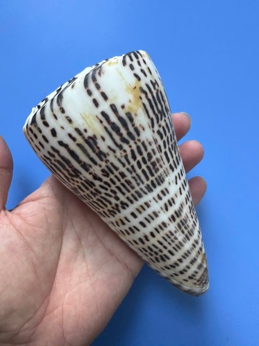 142 conus litteratus - conus,