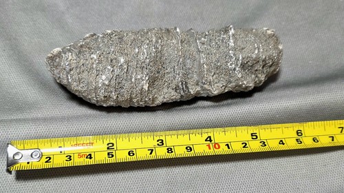 Large horn coral - large, stone